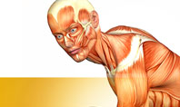 Muscles Of The Human Body Presentation Template