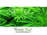 Cannabis slide 20