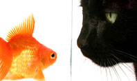 Fish and Cat Presentation Template