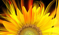 Flaming Sunflower Presentation Template
