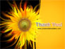 Flaming Sunflower slide 20