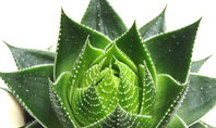 Aloe Plant Presentation Template