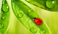 Ladybird on Leaf Presentation Template