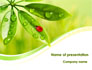 Ladybird on Leaf slide 1