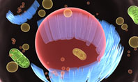 Cell Structure Presentation Template