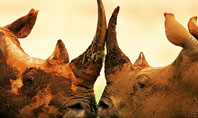 Two Rhinos Free Presentation Template