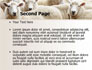Sheep Flock slide 2