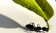Spring Ant Presentation Template