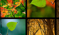 October's Leaves Presentation Template