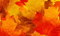 Red Leaves in Fall Presentation Template