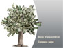 Mature Money Tree slide 1