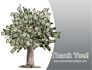 Mature Money Tree slide 20