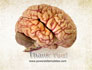 Human Brain As Anatomical Preparation slide 20