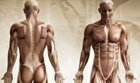 Male Body Anatomy Presentation Template