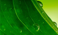 Green Leaf With Dew Presentation Template