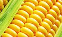 Ear Of Corn Presentation Template