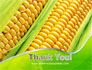 Ear Of Corn slide 20