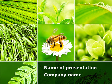 Bee On A Flower Collage Presentation Template, Master Slide