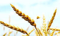 Golden Ear Of The Wheat Presentation Template