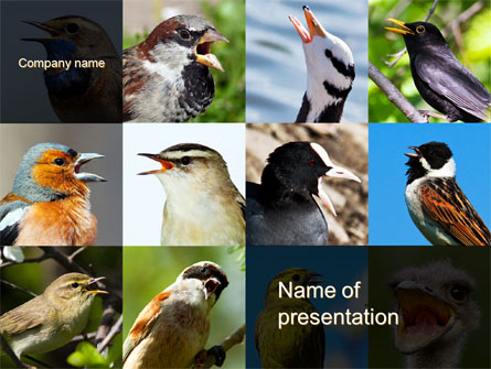 Birds Presentation Template, Master Slide