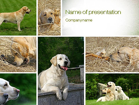 Labrador Presentation Template, Master Slide