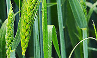 Wheat Cultivation Presentation Template