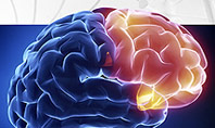 Human Brain Frontal Lobe Presentation Template
