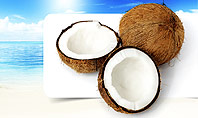 Coconut Presentation Template