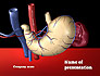 Digestive System slide 1