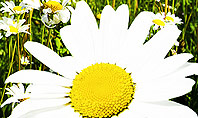 Ox-eye Daisy Camomile Presentation Template