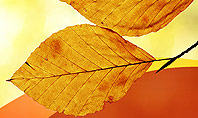 Branch with Yellow Leaves Presentation Template