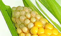 Corn On The Cob Presentation Template
