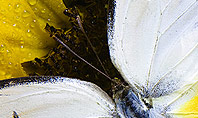 Butterfly on Sunflower Presentation Template