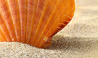 Shell On The Beach Presentation Template