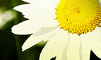 Daisy In The Sun Presentation Template