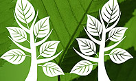 Tree Leaves Presentation Template