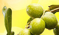 Olives and Oil Presentation Template