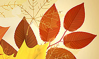 Bunch of Autumn Leaves Presentation Template