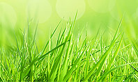 Grass On The Sunshine Rays Presentation Template