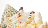 Starfish with Shells Presentation Template