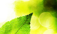 Translucent Green Leaf Presentation Template