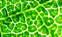 Green Leaf Texture Presentation Template