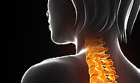 Female Spine Anatomy Presentation Template