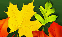 Falling Leaves Border Frame Presentation Template