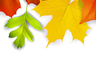 Fall Leaves Border Frame Presentation Template