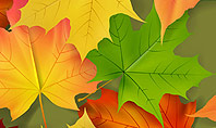 Red and Yellow Autumn Leaves Presentation Template