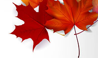 Autumn Maple Leaves Presentation Template