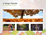 Autumn Maple Leaves slide 13