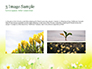 Daffodils slide 12