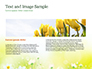 Daffodils slide 14